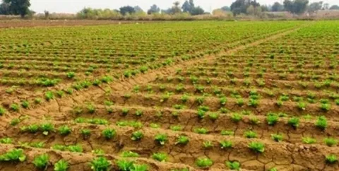 تصویر 1 از قیمت خرید  کودهای نانو ارگانیک کشاورزی + فروش ویژه